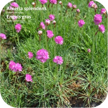 Ameria splendens - Engels gras